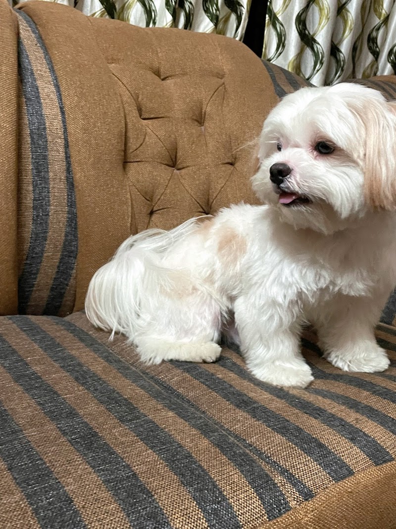 Roms N Raks Pet Hypermarket and Grooming Studio — Photo 4