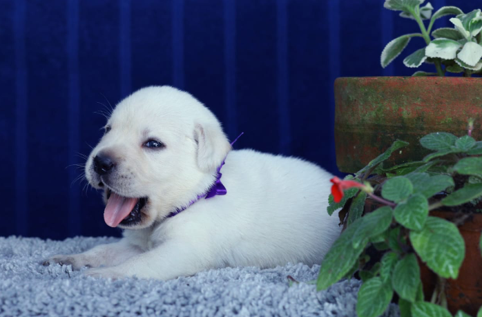 Roshamo's Burg Kennel — Photo 2