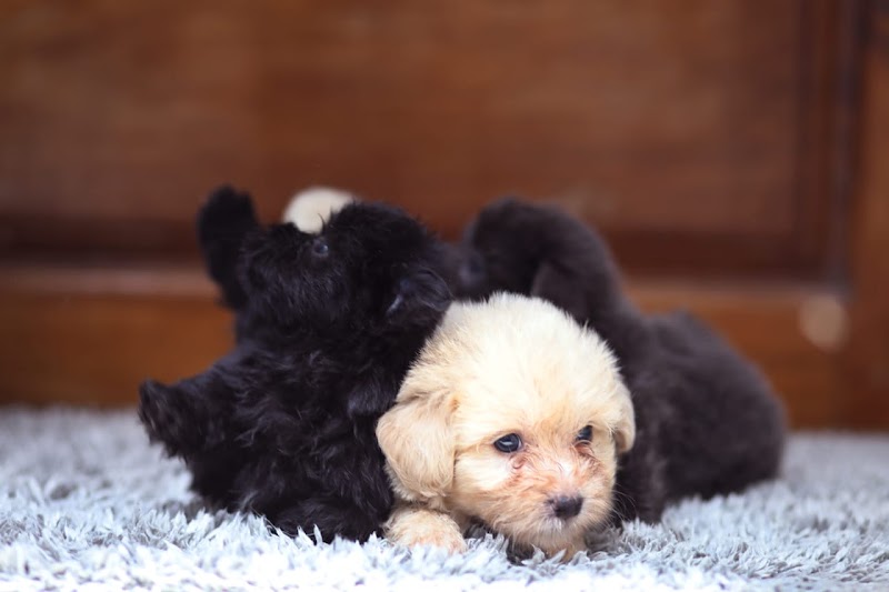 Roshamo's Burg Kennel — Photo 4