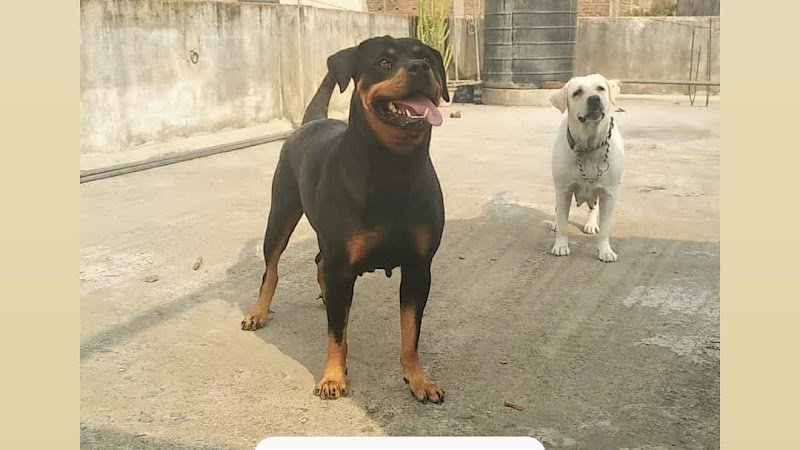 Roy Pets — Photo 2