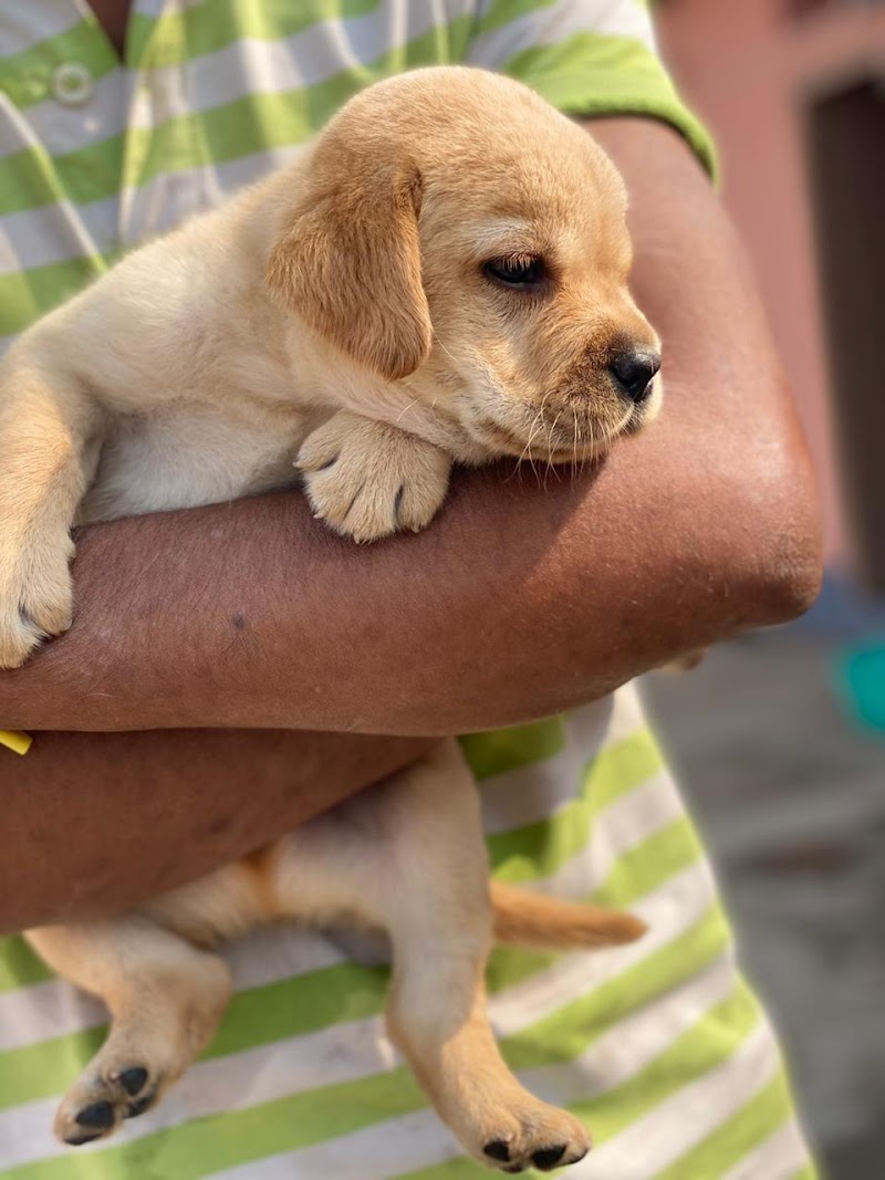 Roy Pets — Photo 4