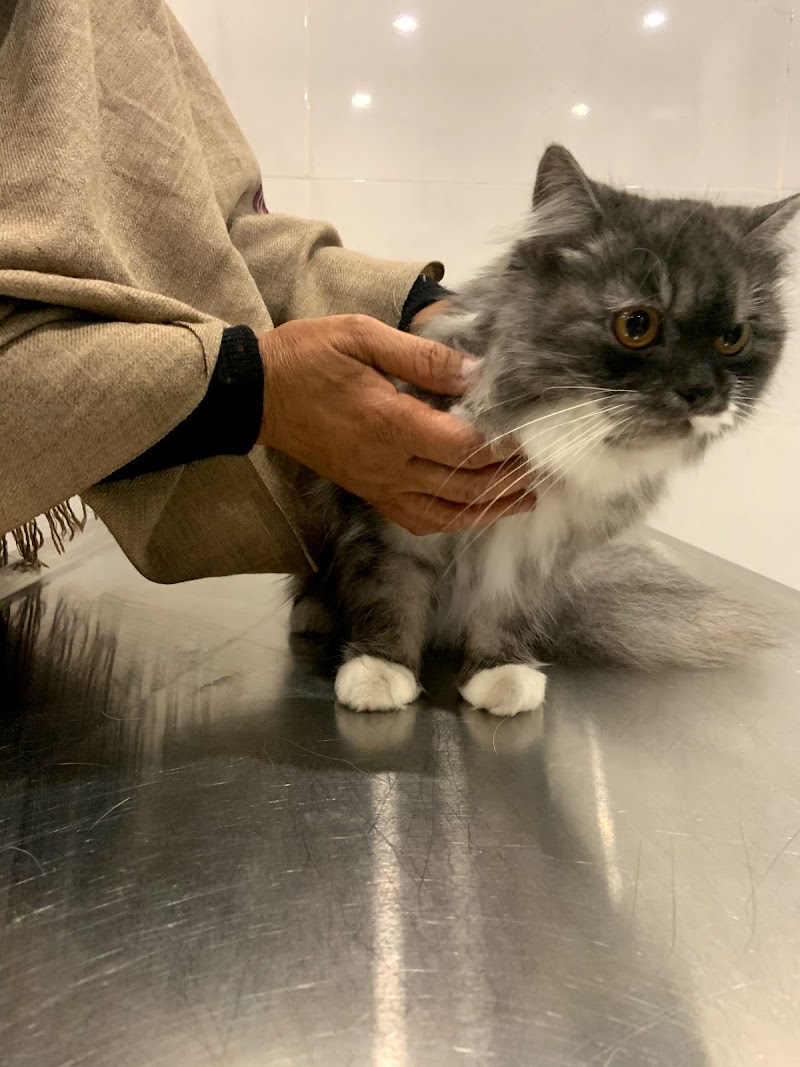 Royal K9 — Photo 4