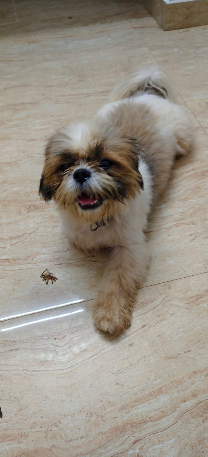 Royal Kennel Services — Photo 3