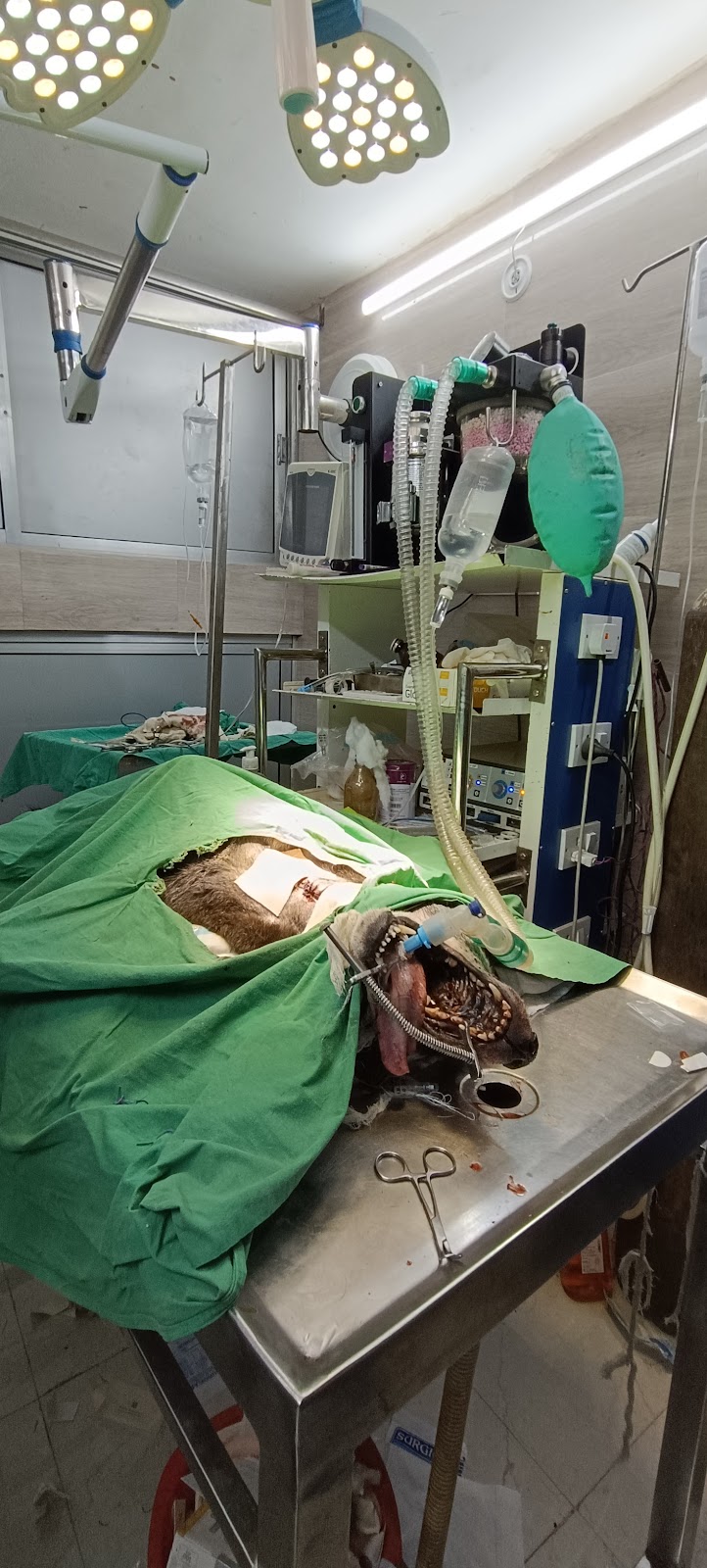 Royal Pet Clinic — Photo 2