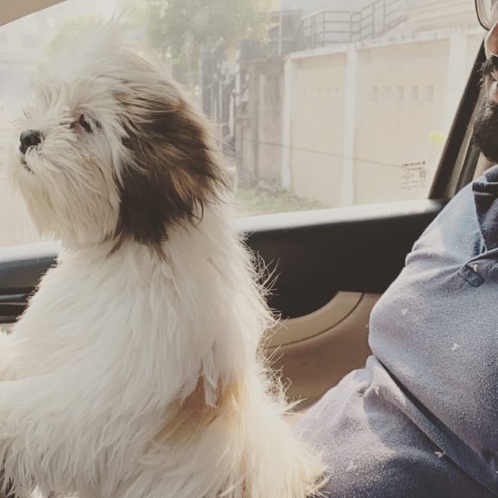 Royal Pet Clinic — Photo 2