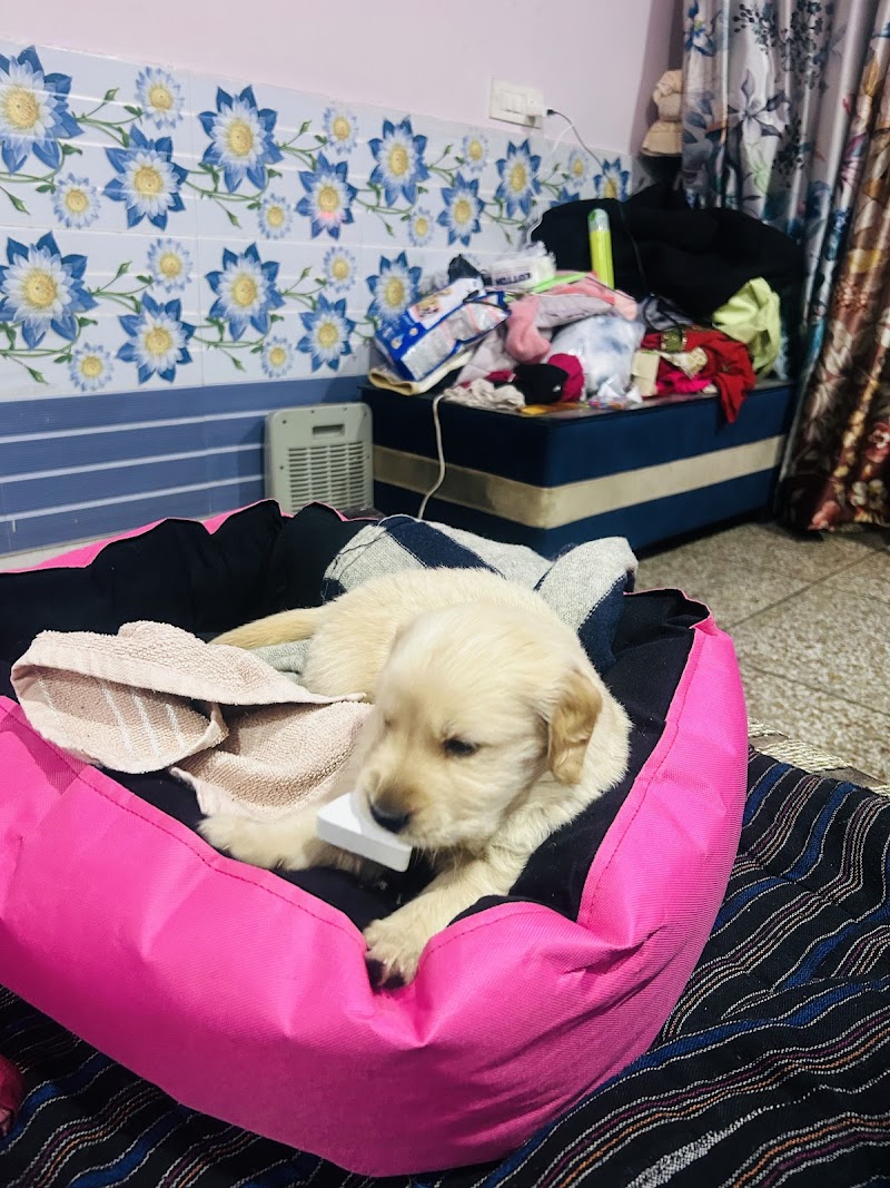 Royal Sheps Dog Kennel — Photo 2