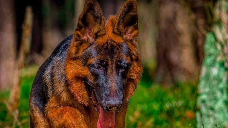 Royal Sheps Dog Kennel — Photo 3