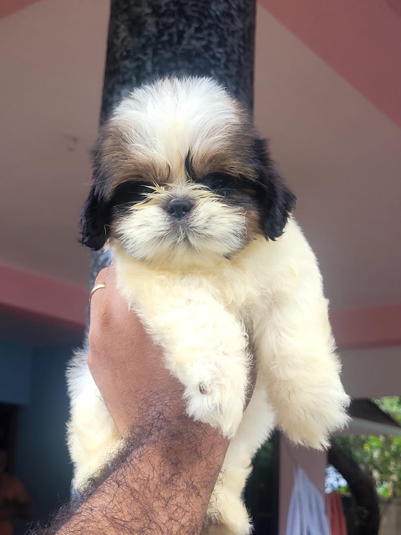 Royal Sheps Dog Kennel — Photo 4