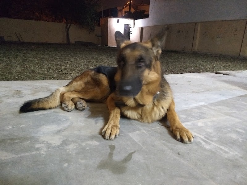 RoyalKennel Pet Boarding