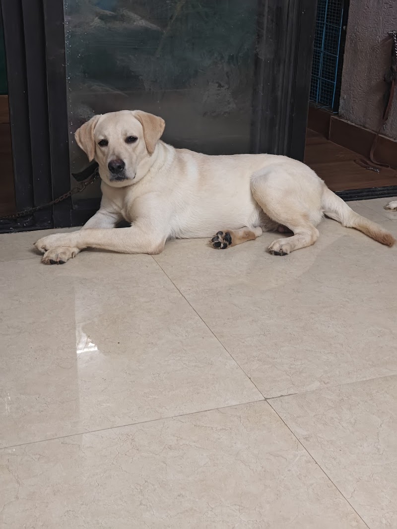 RUMI'S PET BOARDING AND WALKING SERVICES