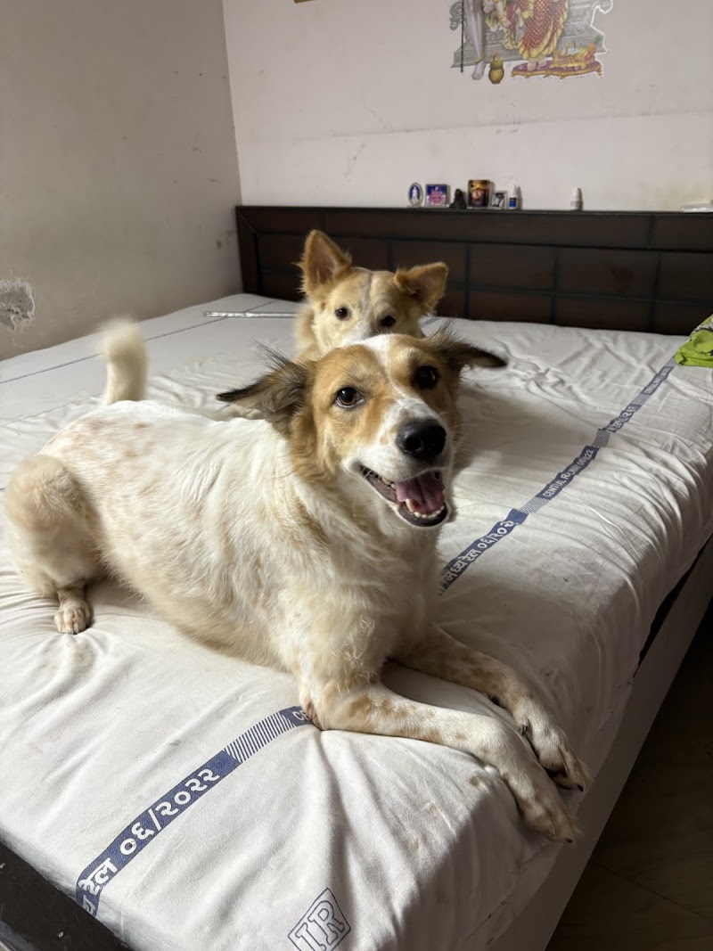 Rurus pet care — Photo 3