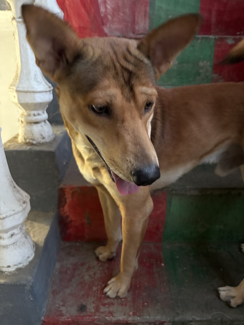 Rurus pet care — Photo 4