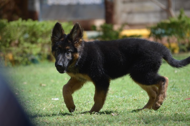 Sabrin's Canine — Photo 4