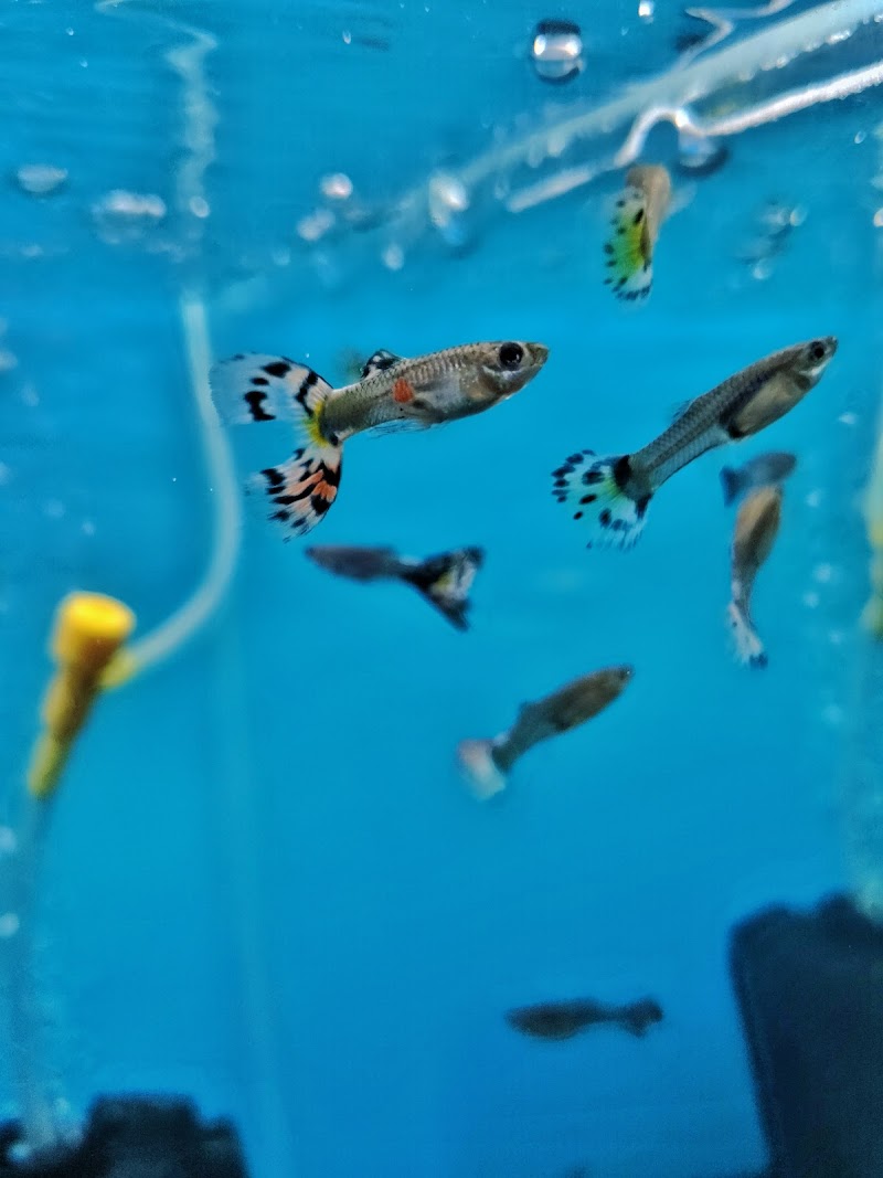 Sachin aquarium — Photo 4