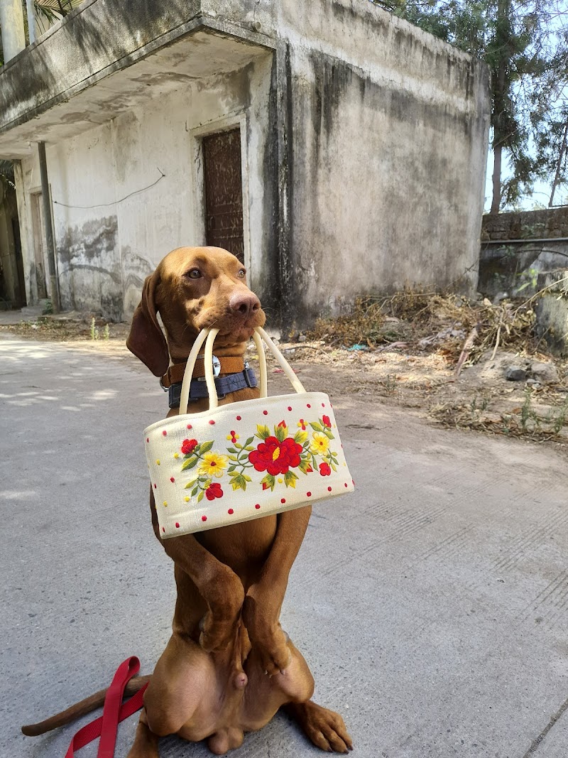 Sagar Kennel dog training school Indore — Photo 2