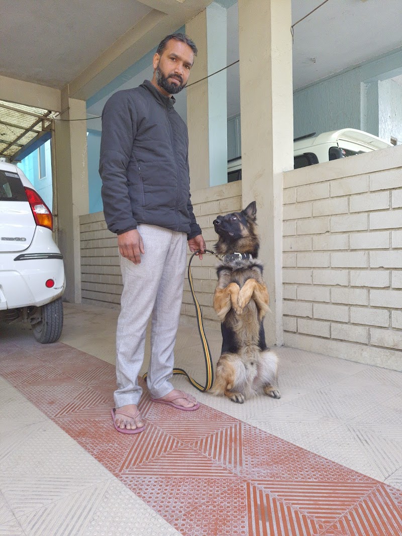 Sagar Kennel dog training school Indore — Photo 3