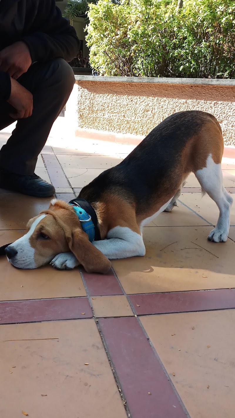 Sagar Kennel dog training school Indore — Photo 4