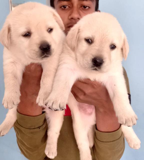 Sai aquarium and pets hub — Photo 3