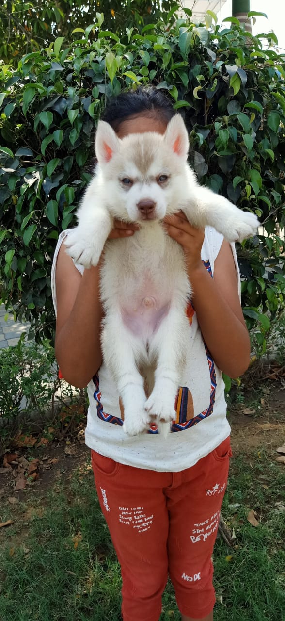 Sai aquarium and pets hub — Photo 4