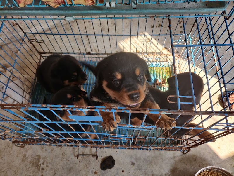 Sai Dog Kennel — Photo 3