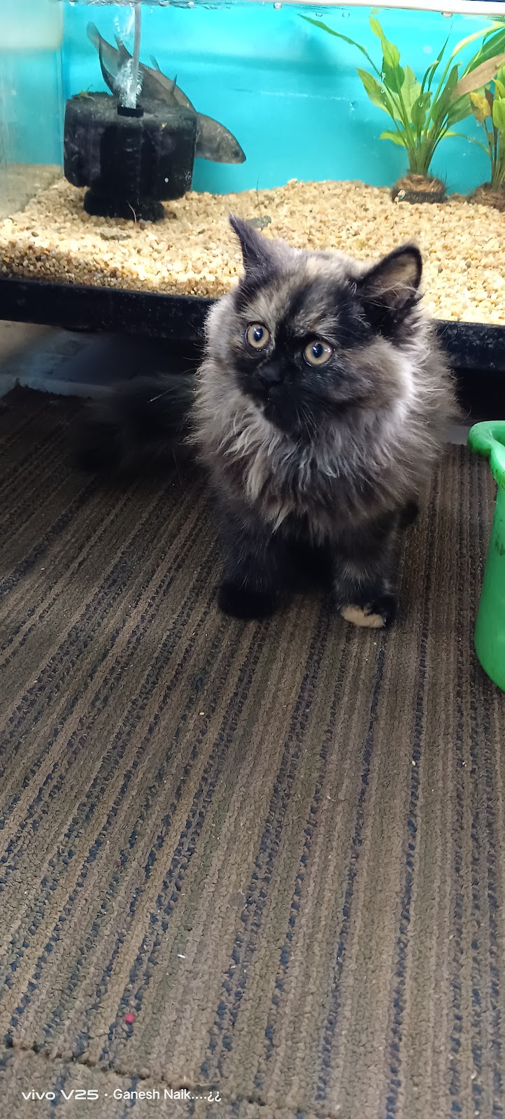 Sai Pets Gallery — Photo 3