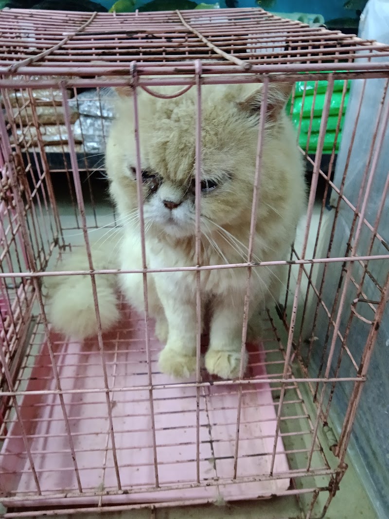 Sai Pets Gallery — Photo 4