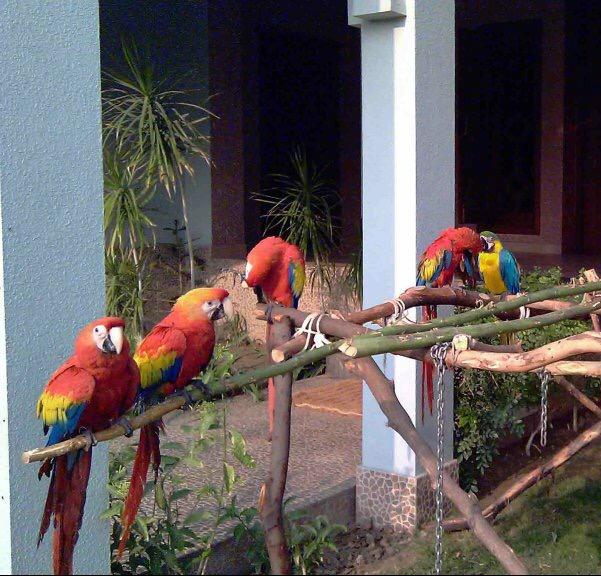 Samir Bird Shop and Dog centre — Photo 2