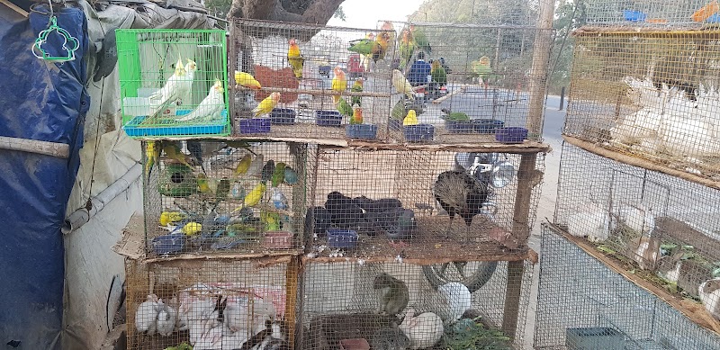 Samir Bird Shop and Dog centre — Photo 4