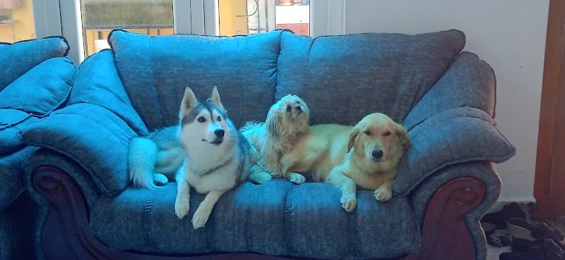 sangam dog kennal(breeders) — Photo 2