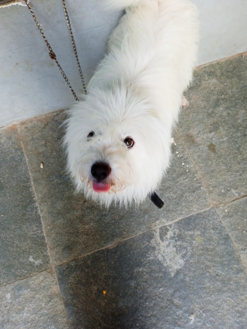 sangam dog kennal(breeders) — Photo 4