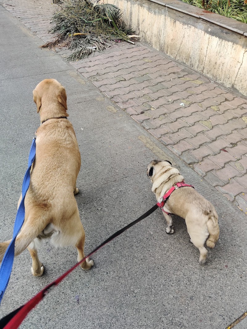 Sasha's Bark and Wag — Photo 2