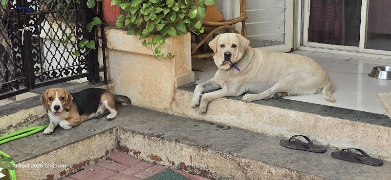 Sasha's Bark and Wag — Photo 3