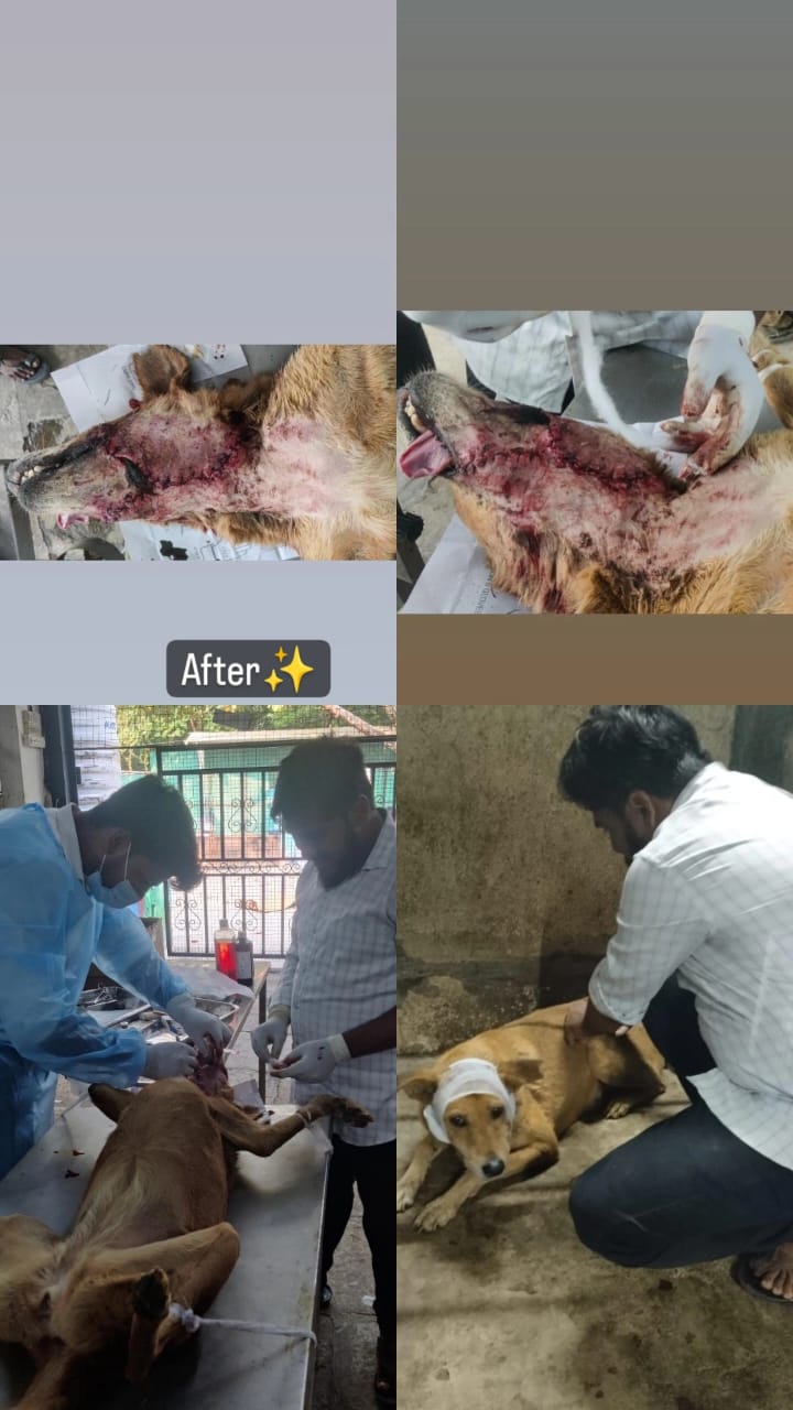 Satpute Pet Clinic — Photo 2