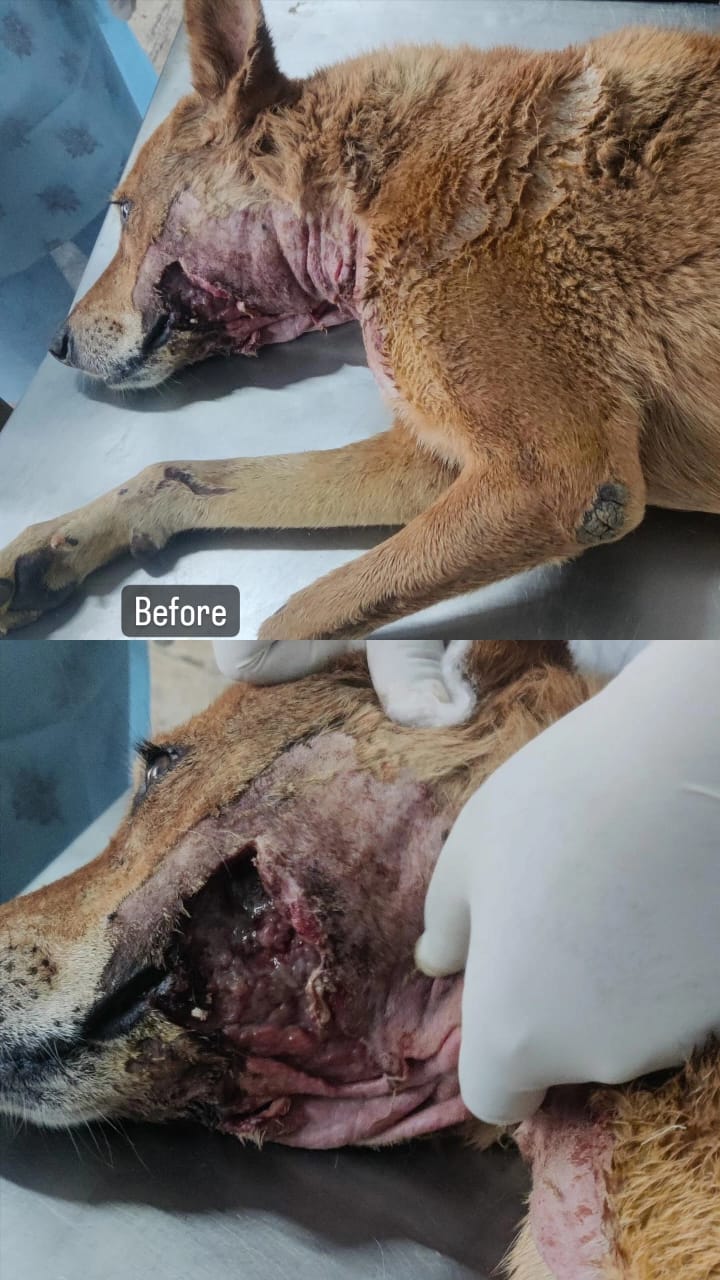 Satpute Pet Clinic — Photo 3