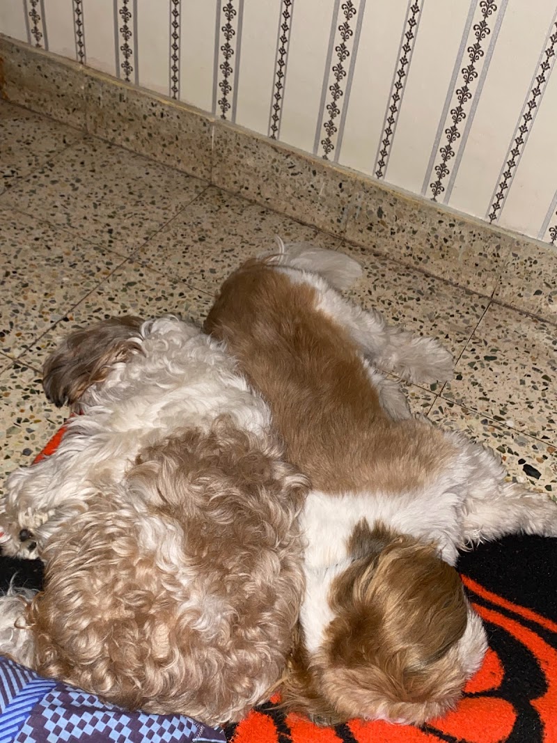 SCOOBY AGENCY — Photo 2