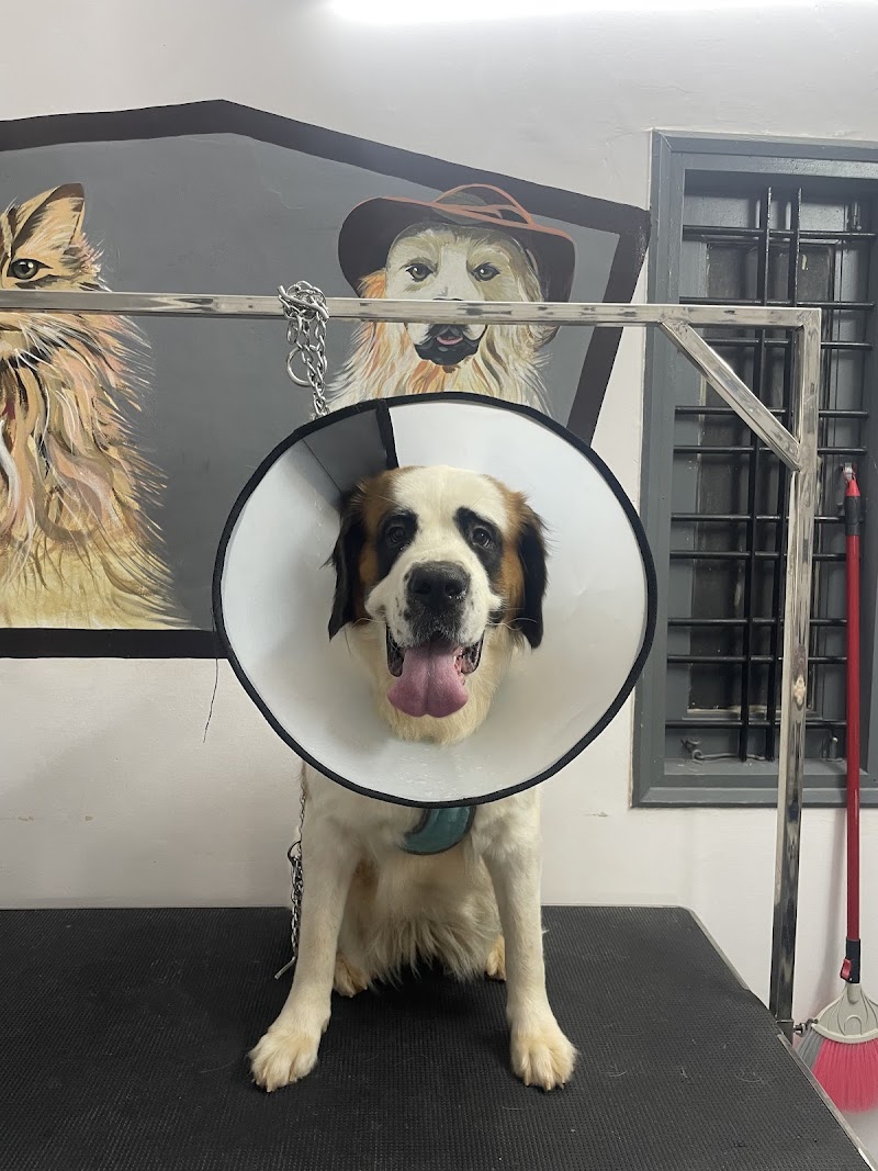 Scoopy Scrub Hubli — Photo 4