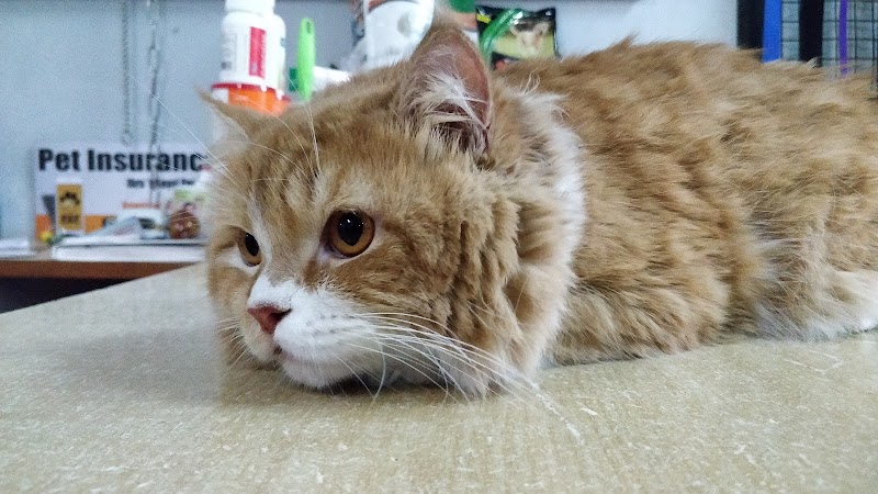 Scoopy Scrub - The Pet Grooming Salon — Photo 2