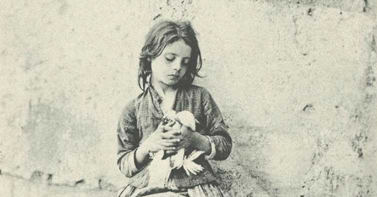 SELFLESS Dog Hostel Pet Hug Centre N Pet Cab Service