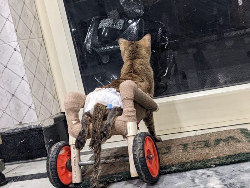 Shalihotra's Vets — Photo 3