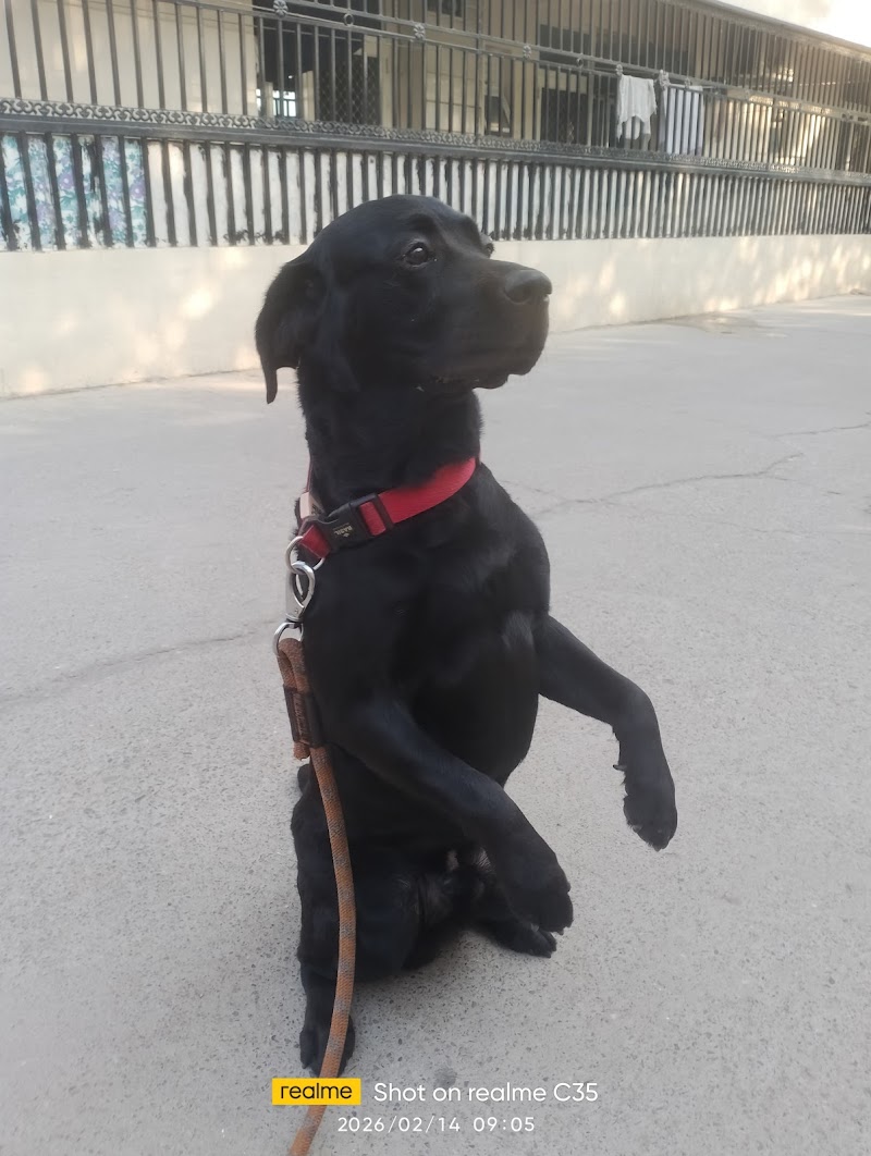 Sharma Excellent Pet Trainer