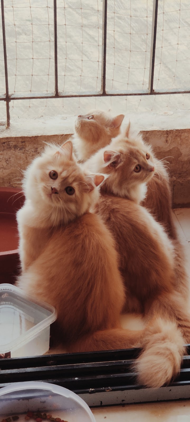 Sharma 'S Pet Shop — Photo 1