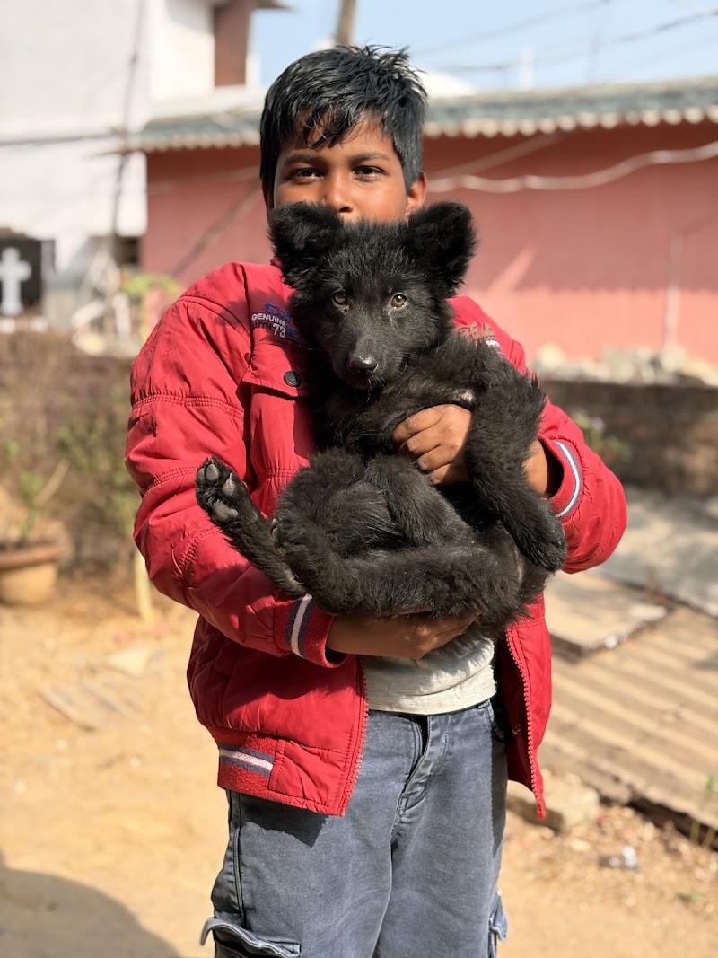 SHASHA PET KENNEL — Photo 4