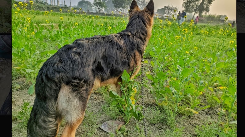 Shephland Dog Kennel