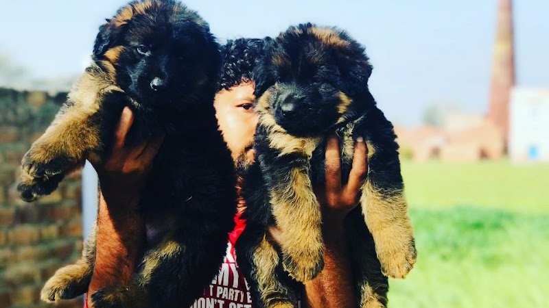 Shephland Dog Kennel — Photo 2