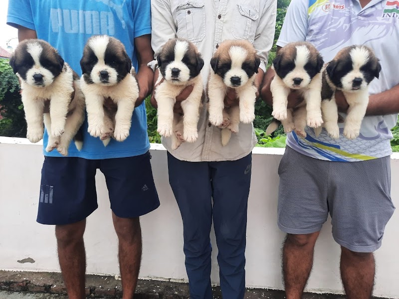 Shephland Dog Kennel — Photo 3