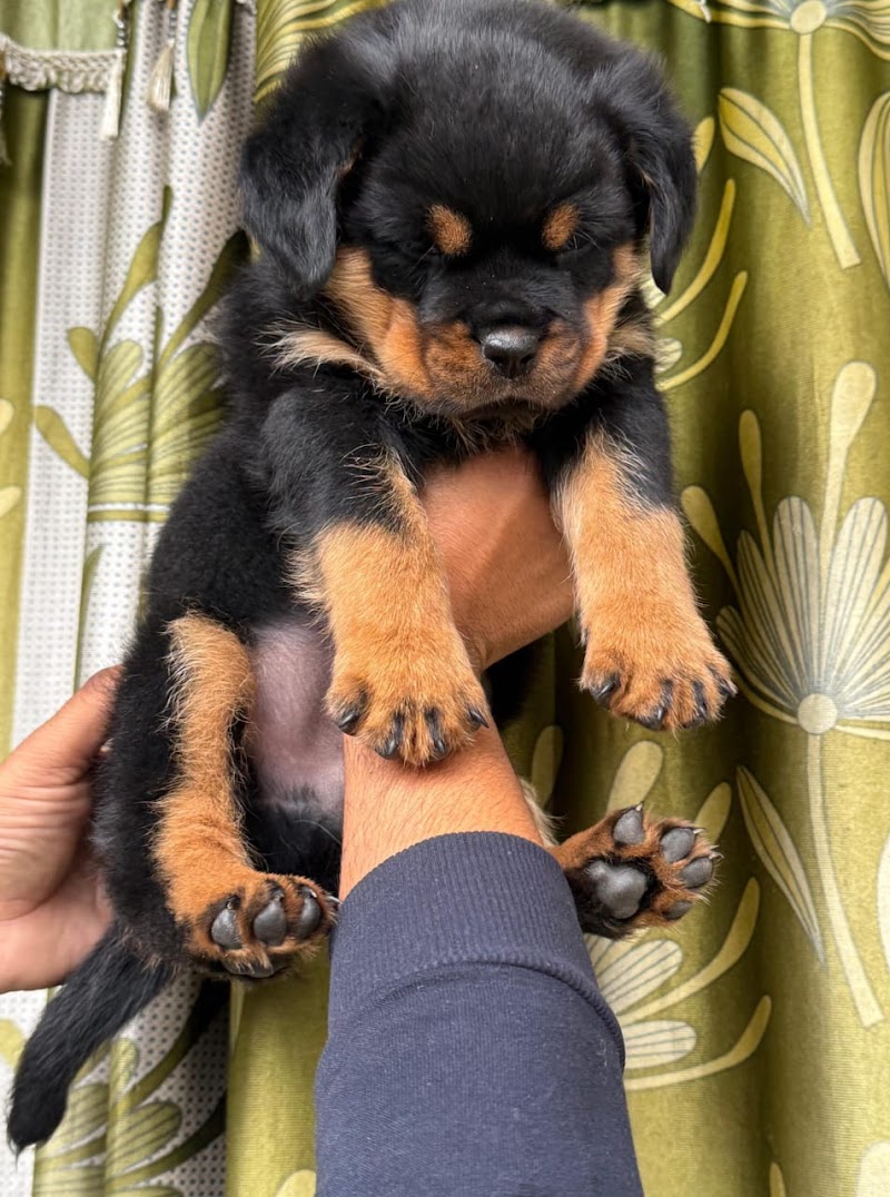 Shephland Dog Kennel — Photo 4