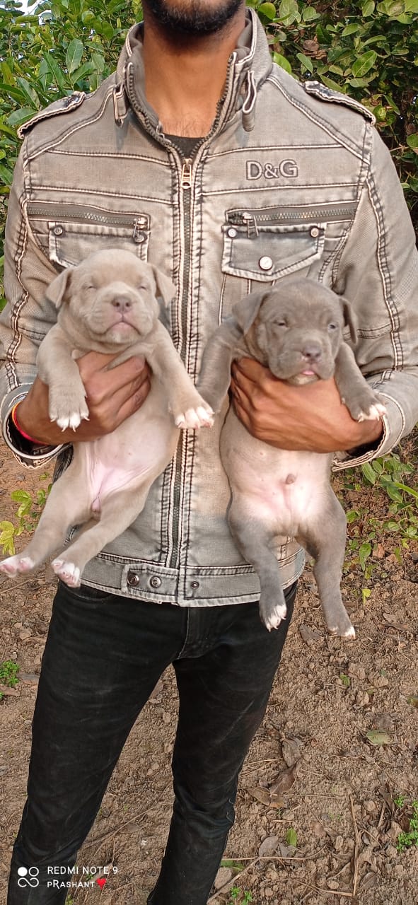 Shivam Dog House Agra — Photo 2