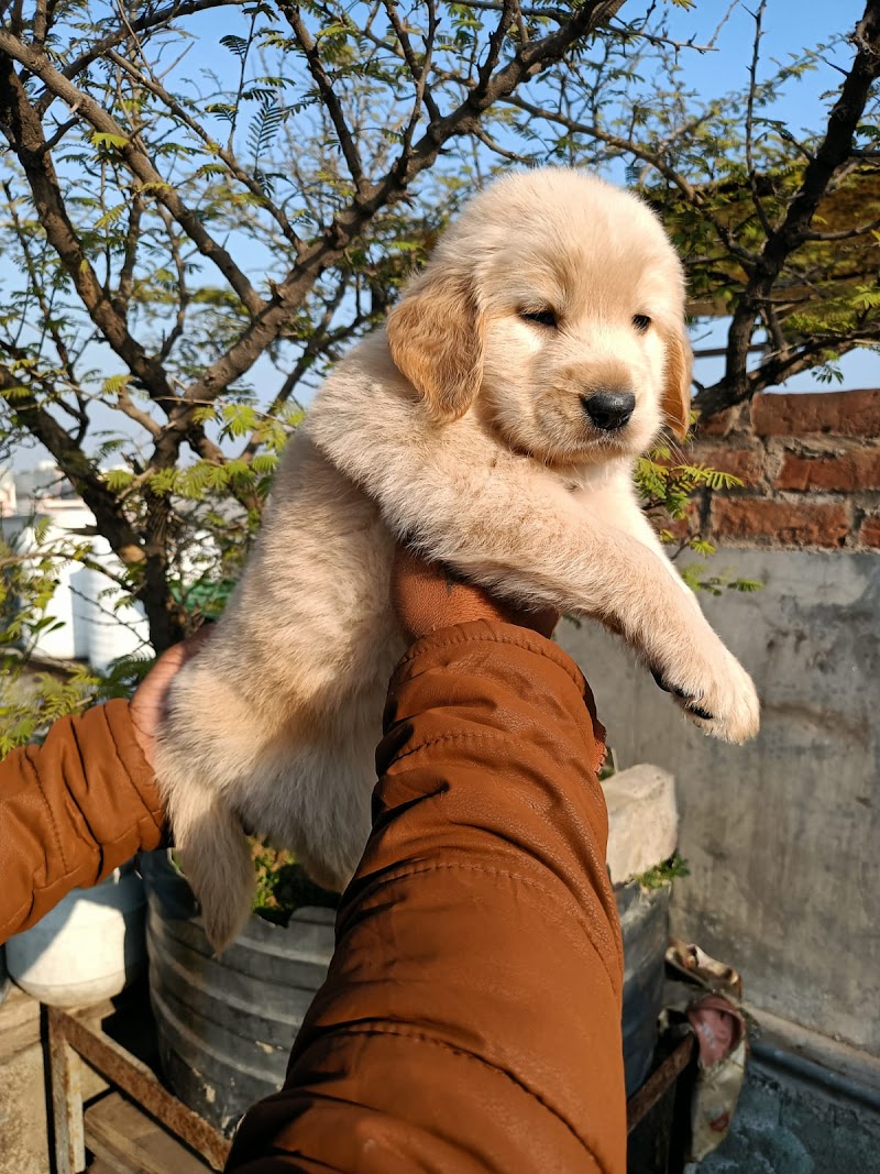 Shivam Dog House Agra — Photo 3