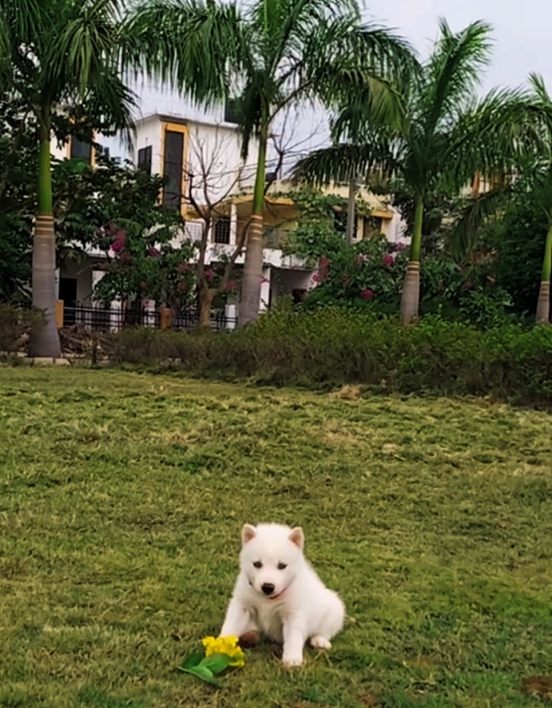 Shree Krishna pet shop (कृष्णा पेट शॉप) — Photo 3