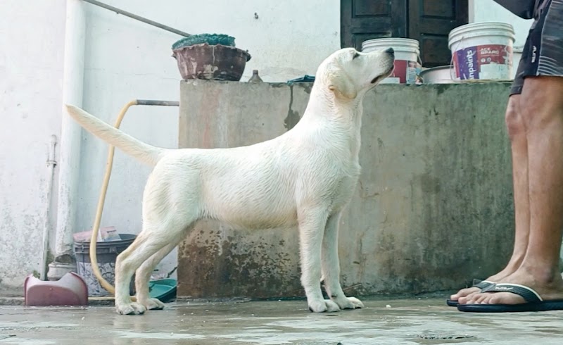 Shree Maruti Kennel — Photo 2